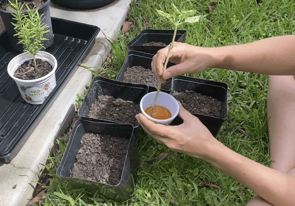 Using honey for plant cuttings